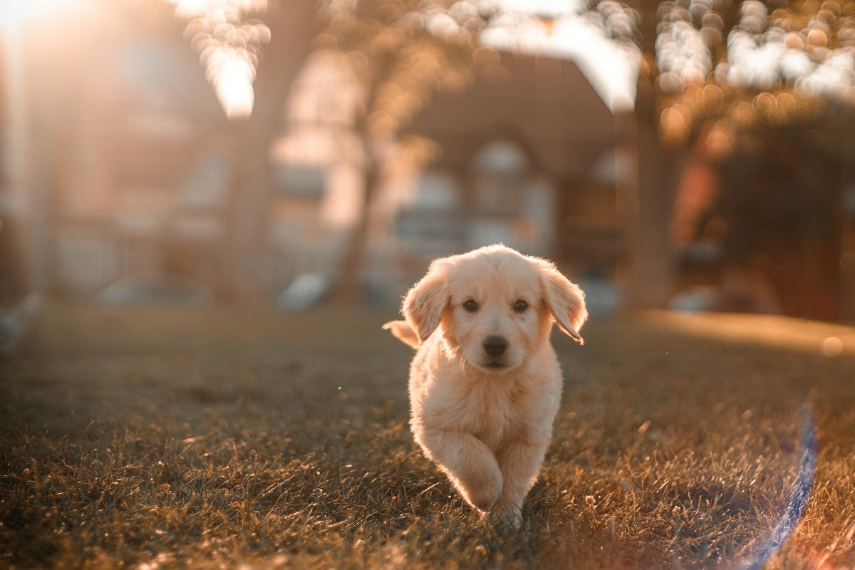 Puppy Care